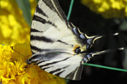 #7: Красивая бабочка