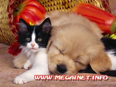 Красивые фотоклипарты - Собака и кошка