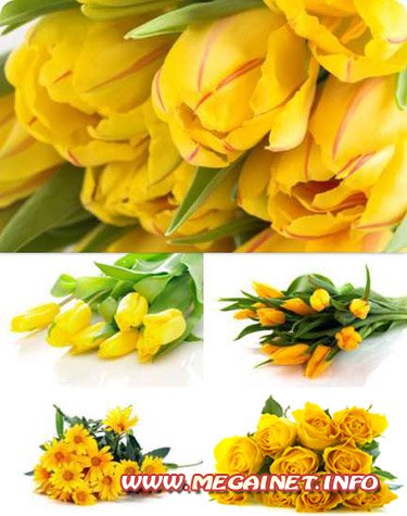 Фотоклипарт - Желтые цветы