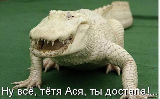 Фотоприколы: Смешные картинки с надписями Фотоприколы: Смешные картинки с надписями
