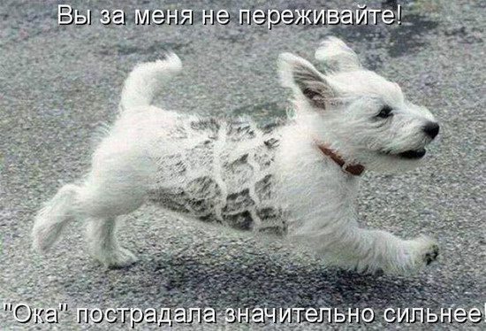 Фотоприколы: Смешные картинки с надписями Фотоприколы: Смешные картинки с надписями