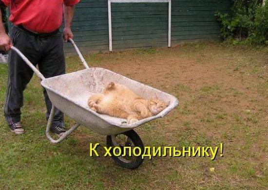 Фотоприколы: Смешные картинки с надписями Фотоприколы: Смешные картинки с надписями