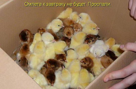 Фотоприколы: Смешные картинки с надписями Фотоприколы: Смешные картинки с надписями