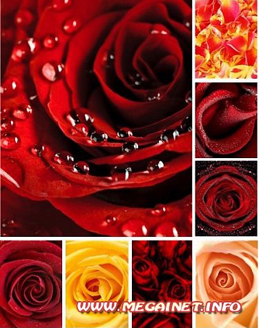 Фотоклипарт - Очаровательные розы