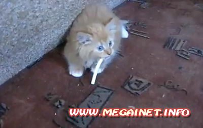 Видео Приколы - Котёнок с вредной привычкой