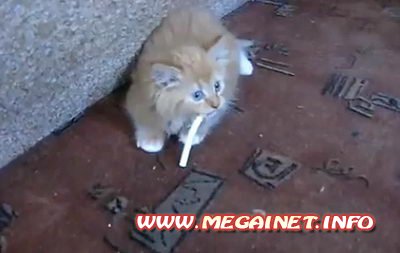 Видео Приколы - Котёнок с вредной привычкой Видео Приколы - Котёнок с вредной привычкой