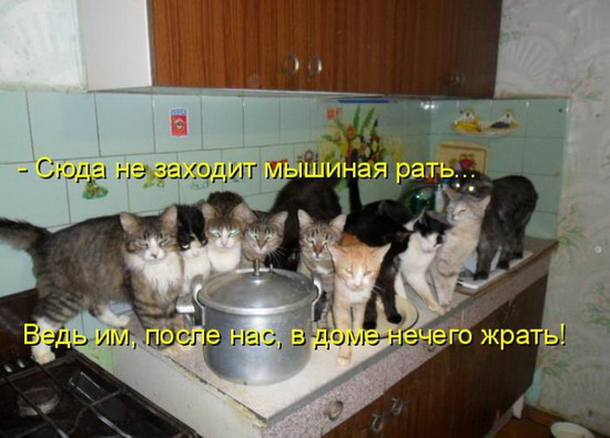 Юмор: Смешные картинки животных с надписями Юмор: Смешные картинки животных с надписями