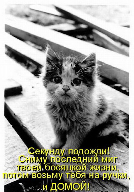 Юмор: Смешные фото кошек с надписями Юмор: Смешные фото кошек с надписями