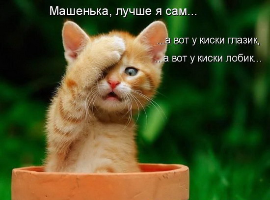 Юмор: Картинки кошек с надписями Юмор: Картинки кошек с надписями