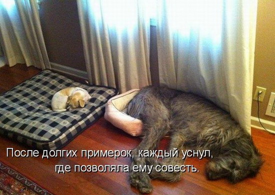 Юмор: Смешные фото кошек с надписями Юмор: Смешные фото кошек с надписями