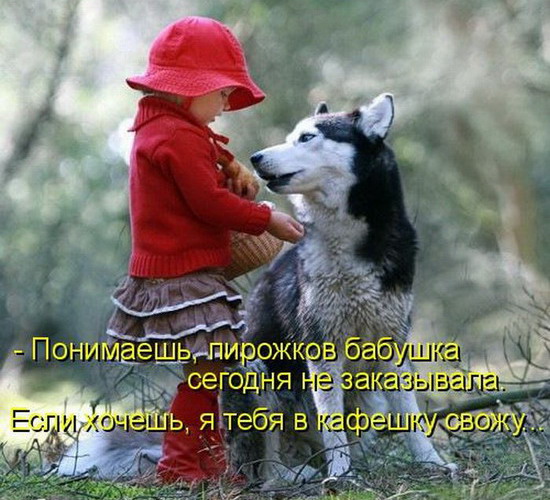 Юмор: Смешные фото кошек с надписями Юмор: Смешные фото кошек с надписями