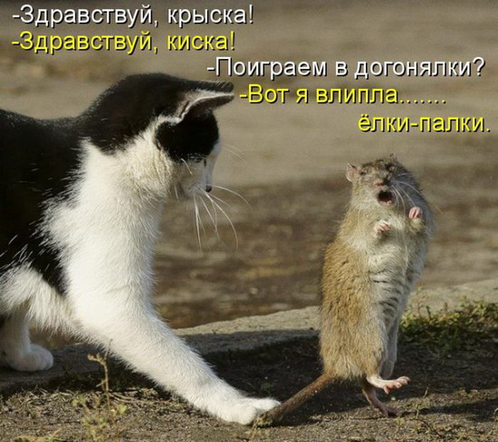 Юмор: Смешные картинки животных с надписями Юмор: Смешные картинки животных с надписями