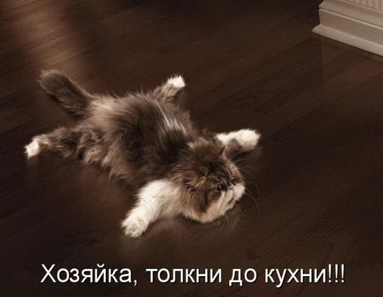 Юмор: Смешные картинки животных с надписями Юмор: Смешные картинки животных с надписями