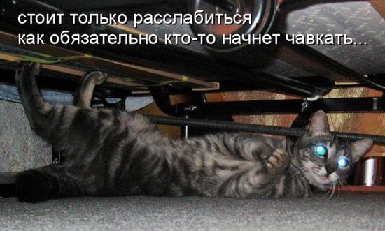 Юмор: Смешные картинки животных с надписями Юмор: Смешные картинки животных с надписями