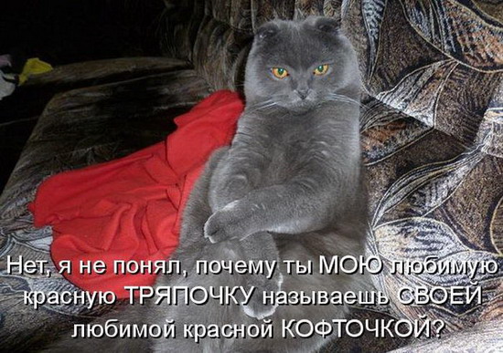 Юмор: Смешные картинки животных с надписями Юмор: Смешные картинки животных с надписями