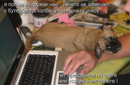 Юмор: Смешные картинки животных с надписями Юмор: Смешные картинки животных с надписями