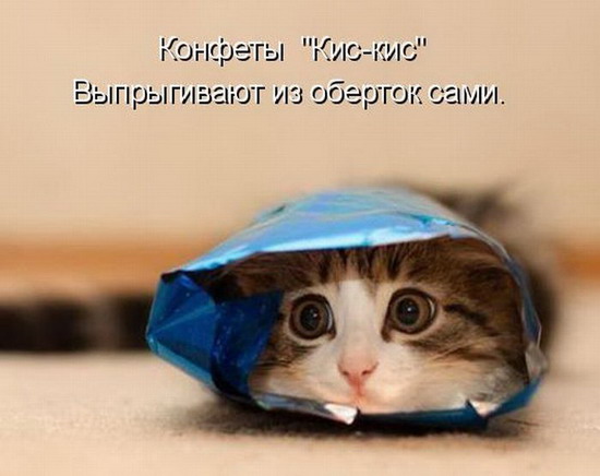 Юмор: Смешные картинки животных с надписями Юмор: Смешные картинки животных с надписями