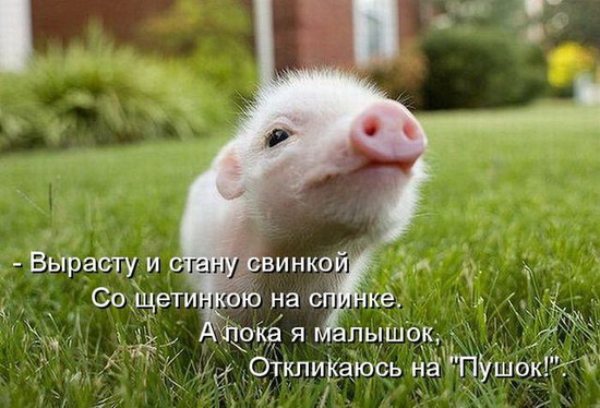 Юмор: Смешные картинки животных с надписями Юмор: Смешные картинки животных с надписями