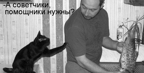 Юмор: Смешные фото кошек с надписями Юмор: Смешные фото кошек с надписями