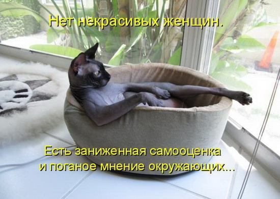 Юмор: Смешные картинки животных с надписями Юмор: Смешные картинки животных с надписями
