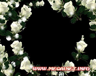 Футаж - Рамка из белых роз