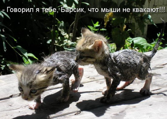 Юмор: Смешные картинки животных с надписями Юмор: Смешные картинки животных с надписями