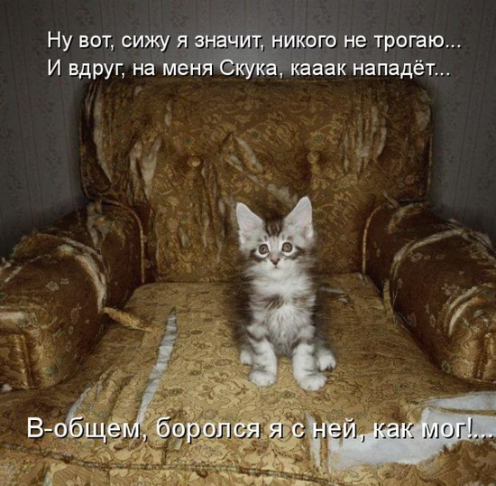 Юмор: Смешные картинки животных с надписями Юмор: Смешные картинки животных с надписями
