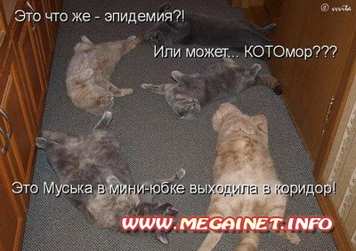 Юмор: Картинки кошек с надписями