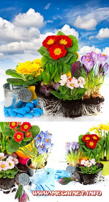 Фотосток - Комнатные цветы