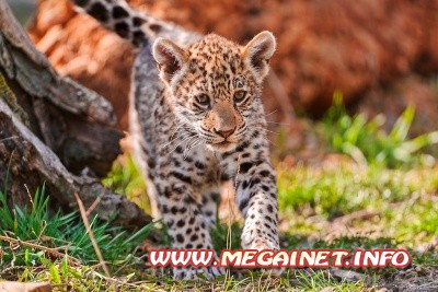 Фото маленьких животных Фото маленьких животных