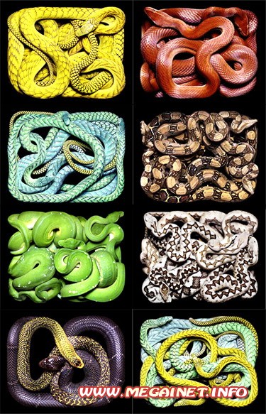 Фотосток - Змеи