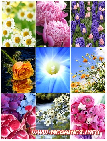 Красивые цветы для оформления телефона ( 480x640 )