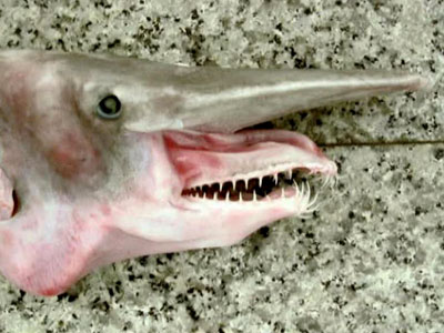 В Крыму поймали акулу из Тихого океана