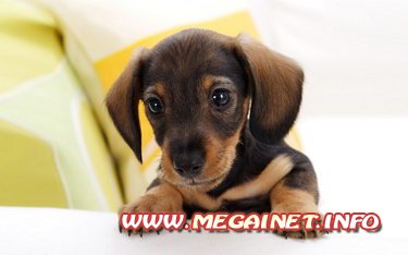 Фотоклипарт - Собаки (щенки) Фотоклипарт - Собаки (щенки)