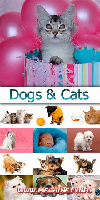 Красивые обои - Собака и кошка Красивые обои - Собака и кошка