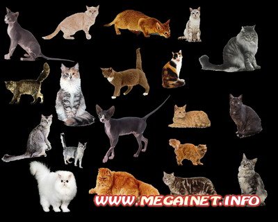 Клипарт для фотошопа - Кошки Клипарт для фотошопа - Кошки