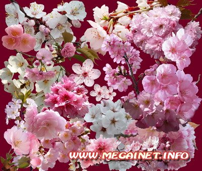 Весенние цветы - Клипарт для фотошопа
