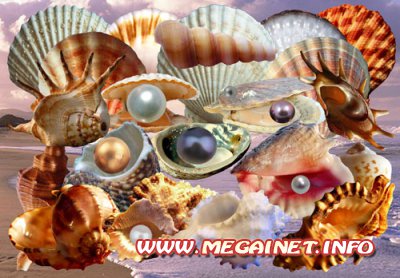 Морской клипарт - Жемчуг и Ракушки Морской клипарт - Жемчуг и Ракушки