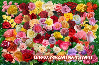 Клипарт для фотошопа - Розы Клипарт для фотошопа - Розы