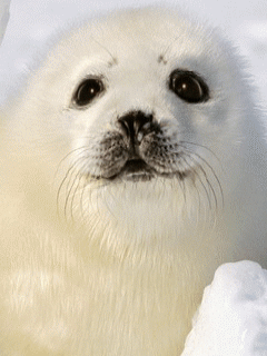 Обои для телефона - GIF анимация ( море ) Обои для телефона - GIF анимация ( море )