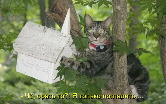 Юмор: Смешные фото кошек с надписями