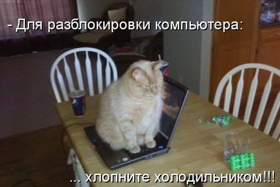 Юмор: Картинки кошек с надписями