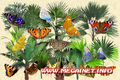 Клипарт - Пальмы и бабочки Клипарт - Пальмы и бабочки