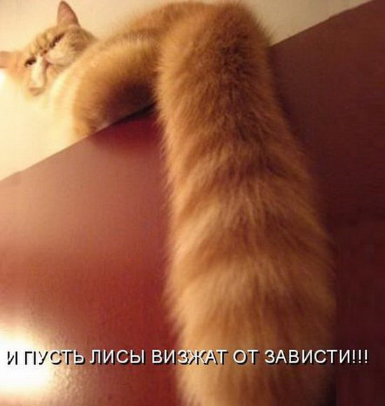 Юмор: Смешные фото кошек с надписями