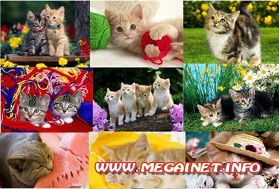 Обои для рабочего стола - Кошки Обои для рабочего стола - Кошки