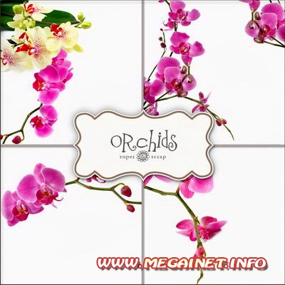 Картинки на белом фоне - Орхидеи