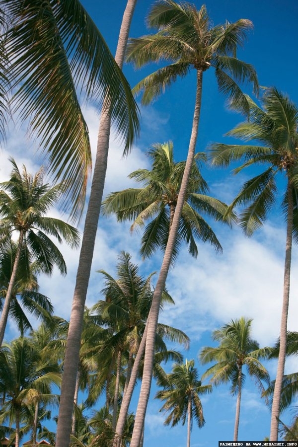 Отель Four Seasons на острове Самуи ( Таиланд ) Отель Four Seasons на острове Самуи ( Таиланд )