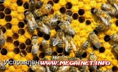 Домашнее пчеловодство. Исправление трутовочной семьи ( 2011 / DVDRip )