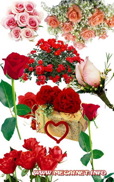 Клипарт для фотошопа - Красивые розы