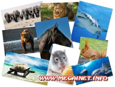 Фото обои с животными - 50 Beautiful Animals HD Wallpapers